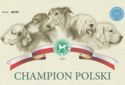Chodsky Pes - Gira z Maleho Udoli - Champion Polski
